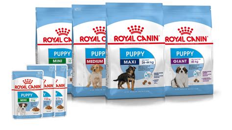 Welcoming Your New Puppy: Essential Tips for Success | Royal Canin AU