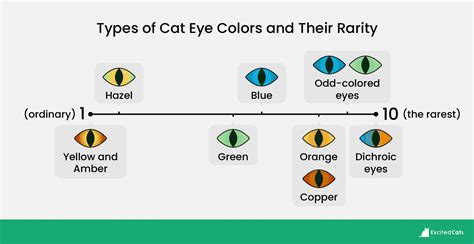 Cat eye colors and their rarity. : r/coolguides