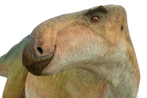 Iguanodon Pictures & Facts - The Dinosaur Database