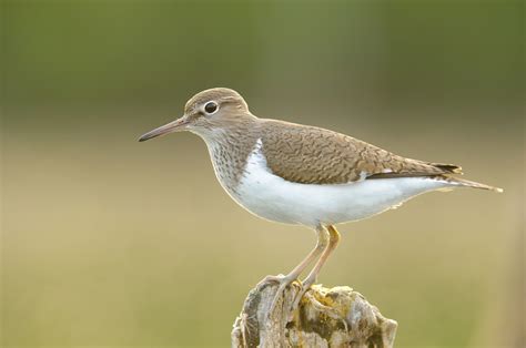 Common Sandpiper Bird Facts | Actitis Hypoleucos