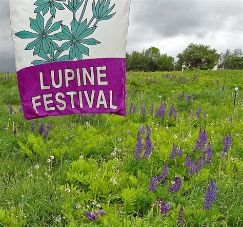 Joe's Retirement Blog: Lupine Festival, Sugar Hill, New Hampshire, USA