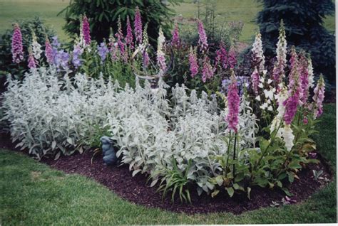 Lamb's ear with foxgloves | Flower garden, Plants, Garden