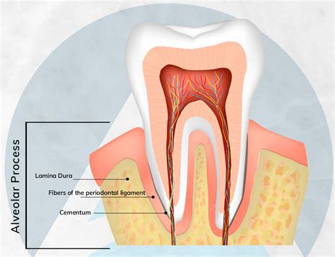 What Is An Alveolectomy? (Part One) - Alaska Center For Oral + Facial ...