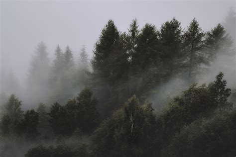 HD wallpaper: landscape photography of tall tress with foggy clouds ...