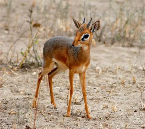 Meet the Dik-dik: the Cutest Little Antelope Ever