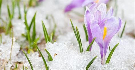 #bioPGH Blog: Snow Crocus | Phipps Conservatory and Botanical Gardens ...