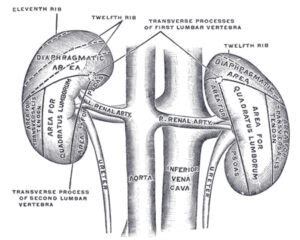 What Is Renal Artery Stenosis? - Milner Vein & Vascular