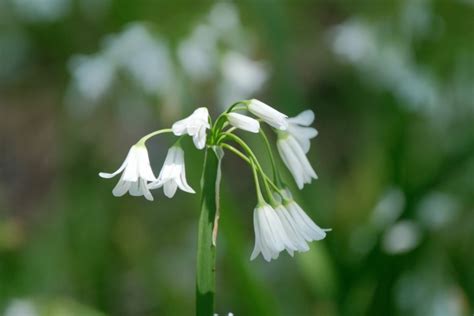 Snowdrops Free Stock Photo - Public Domain Pictures