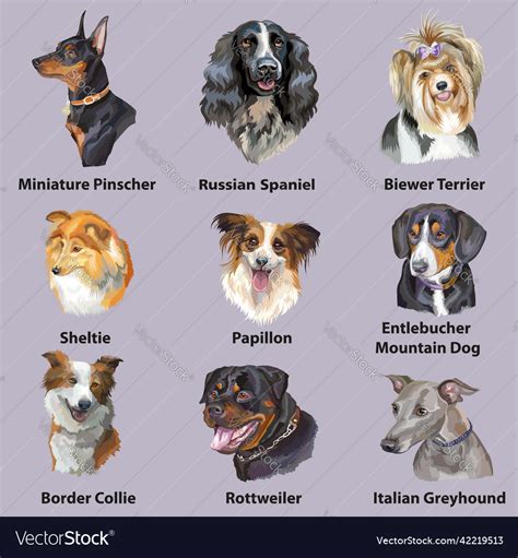 Different happy dogs breeds set isolated Vector Image