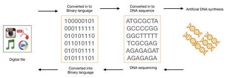 DNA digital data storage