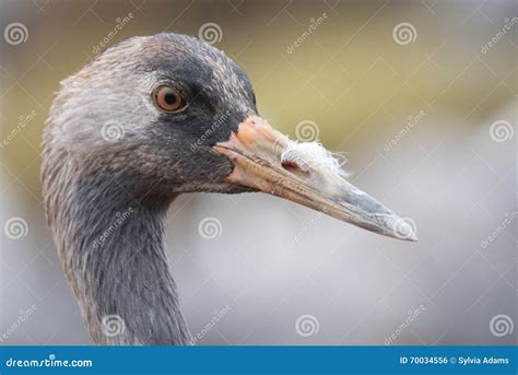 Common crane stock photo. Image of migration, habitat - 70034556