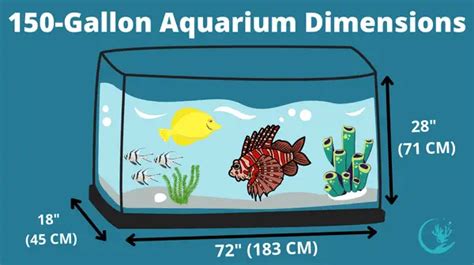 Here are the Best Saltwater Fish for a 150 Gallon Tank [Top 5 List]