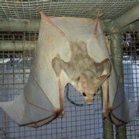 Understanding ghost bat diet key to protecting the endangered species ...