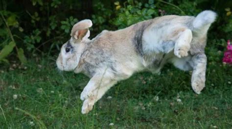 Bunny Binkies: What is that Weird Twist and Jump? | USA Rabbit Breeders