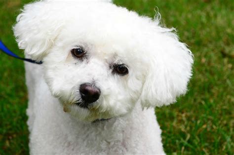 55+ About Bichon Frise Dogs Photo - Bleumoonproductions