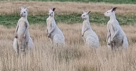 Watch: Rare White Kangaroos Sighted in Australia