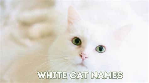 200+ White Cat Names for Your Fair Fur Baby