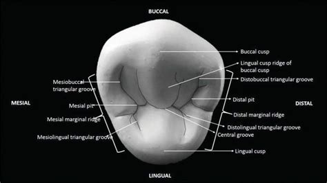 The Permanent Maxillary and Mandibular Premolar Teeth | IntechOpen The ...