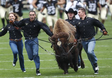 Buffaloes Follow Lead of Live Mascot Ralphie For 50th Season