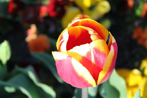 Tulips at Floriade, Canberra | Tulips, Happy places, Flowers