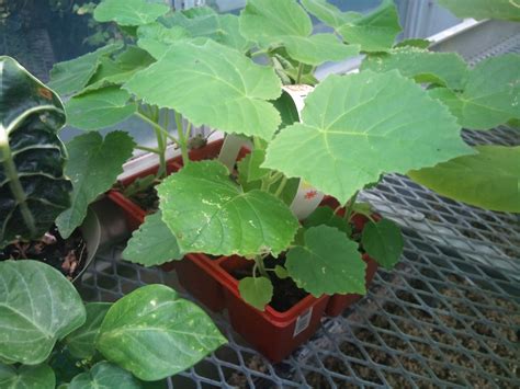 Plant Zone: Empress Tree (Paulownia tomentosa) at 2 Months