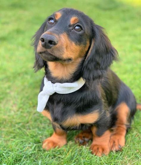 Long-Haired Miniature Dachshund: The Ultimate Purebred Icon