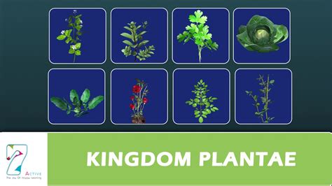 KINGDOM PLANTAE - YouTube