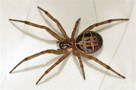 Steatoda nobilis (false widow spider) | CABI Compendium