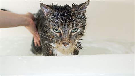 Simple Cat Bathing Tips: Washing Your Cat Without Getting Clawed to ...