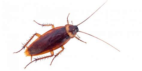 How To Get Rid of Wood Roaches: 7 Effective Methods