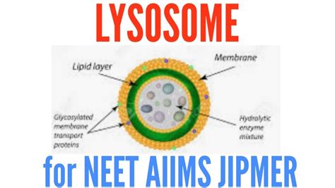 Lysosomes-structure and functions - YouTube