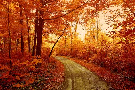 Autumn Forest Desktop Wallpaper Pinterest - Fall Forest Wallpaper Hd ...