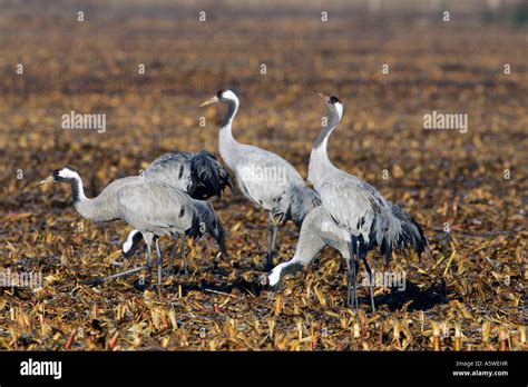 Common Crane Stock Photo - Alamy