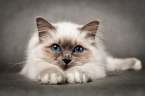 Birman Cat Breed: facts, review | Cats Energies