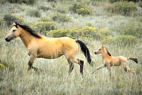 162 best images about Buckskin on Pinterest