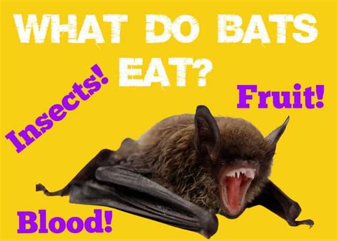 What Do Bats Eat: Insects, Fruit and Blood!