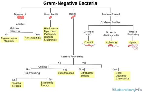 Gram-negative Bacteria: Characteristics, List, Cell wall composition ...