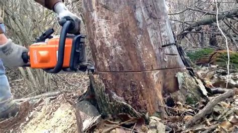 Stihl ms170 cutting wood - YouTube