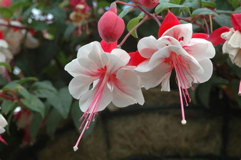 Top Fuchsia Varieties