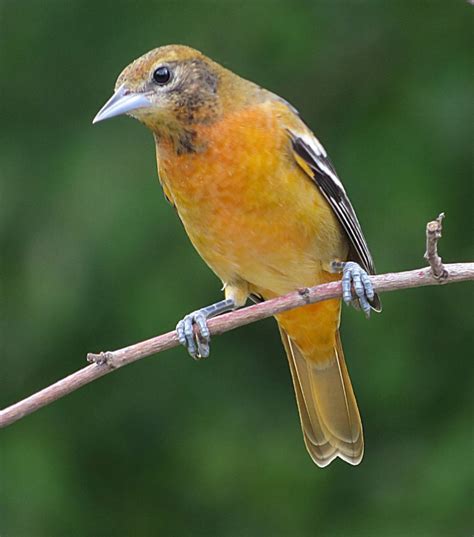 Female Baltimore Oriole | Smithsonian Photo Contest | Smithsonian Magazine