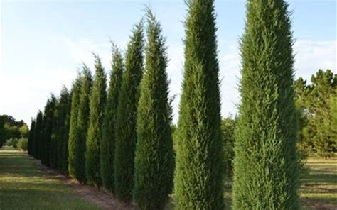 Taylor Juniper - 1 Gallon - Tree, Coniferous - Junipers | Gardener Direct