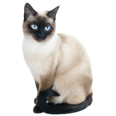 Siamese Cat Breed Information | Temperament & Health