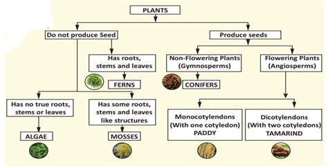 Classification of Plants - Basis of Classification | Term 2 Unit 5 ...