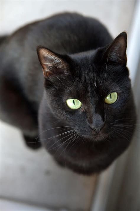 10 Surprising Facts About Black Cats