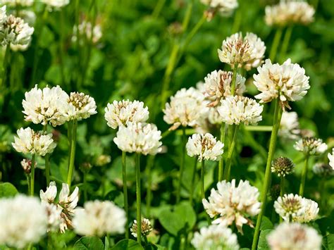 Identifying and controlling common lawn weeds | lovethegarden