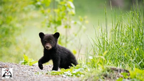 Baby Black Bear Cubs Playing Compilation - YouTube