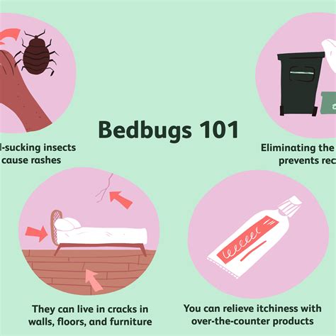 How To Get Rid Of Bed Bug Eggs - PestPhobia