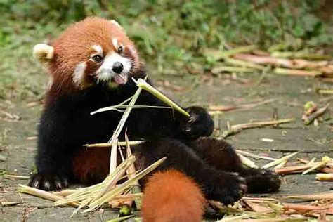 What Are The Body Parts of a Red Panda? (Explained)