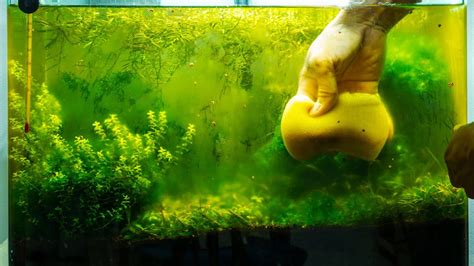 Aquarium Algae Types: How to Identify and Control