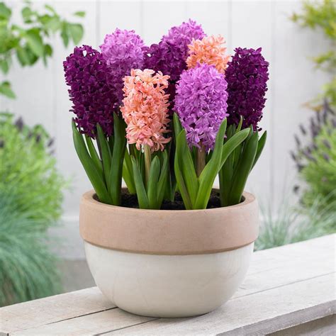 Zambila - floarea frumosului Hyacinthus